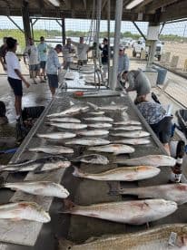 A group of anglers gathered around a cleaning station displaying a variety of fish, including Redfish and Black Drum, after a successful fishing trip.