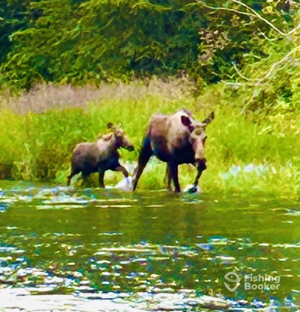 Kenai River experience