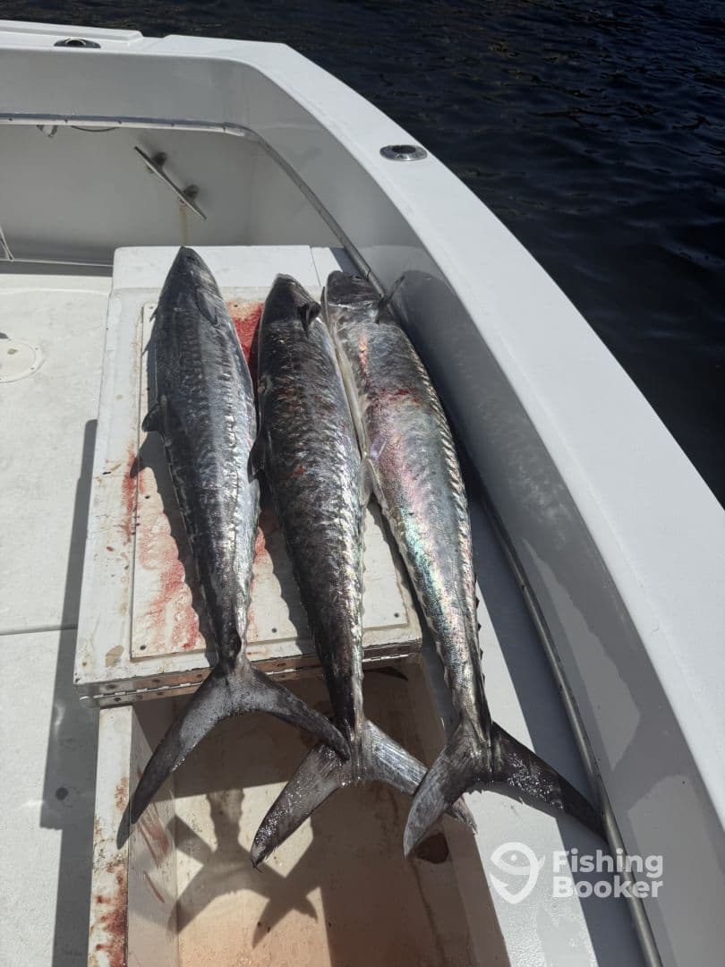 Three large King Mackerel displayed on a cleaning table aboard a fishing boat, showcasing a successful offshore fishing trip.
