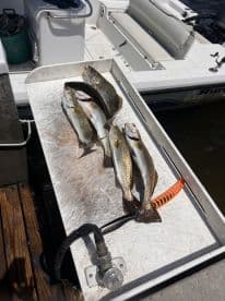 A selection of Speckled Trout laid out on a cleaning table aboard a fishing boat, showcasing a successful day on the water.