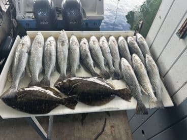 A variety of Speckled Trout and Flounder displayed on a cleaning table at the dock, showcasing a successful fishing trip.