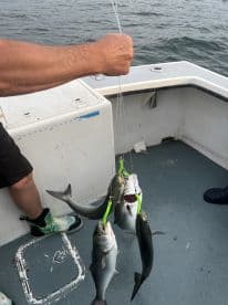 An angler displaying multiple Bluefish caught while fishing on a boat, showcasing a successful catch with vibrant lures.
