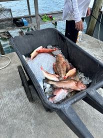 A variety of freshly caught fish, including Snapper, stored in a cart filled with ice at a fishing dock.
