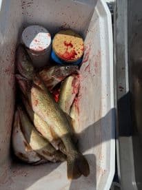 A cooler filled with freshly caught Walleye, showcasing the day's successful fishing trip.