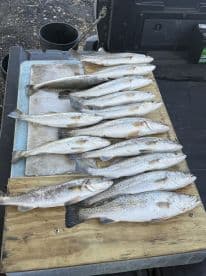 A collection of freshly caught Speckled Trout displayed on a cleaning table, showcasing a successful fishing trip.