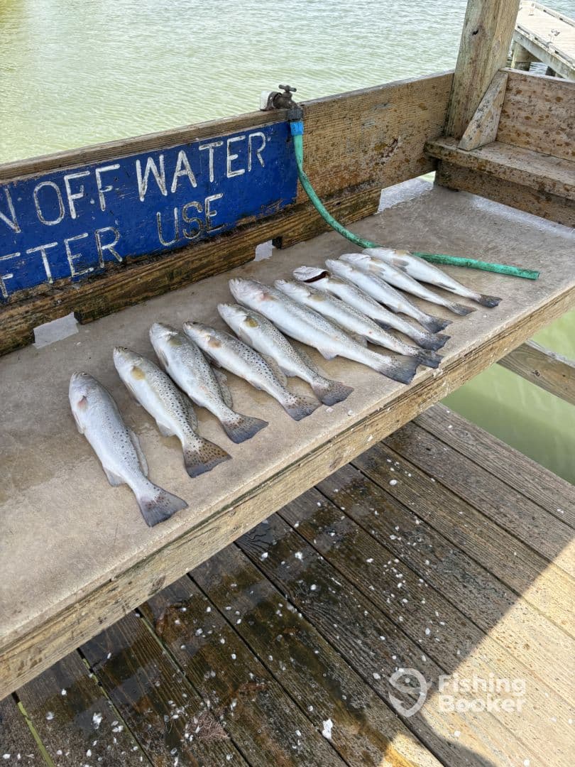 A neat display of freshly caught Speckled Trout laid out on a cleaning table at a dock, showcasing a successful fishing trip.