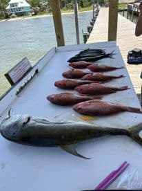 A variety of fish including a large Kingfish and several Snapper displayed on a cleaning table at a dock, showcasing a successful fishing trip.