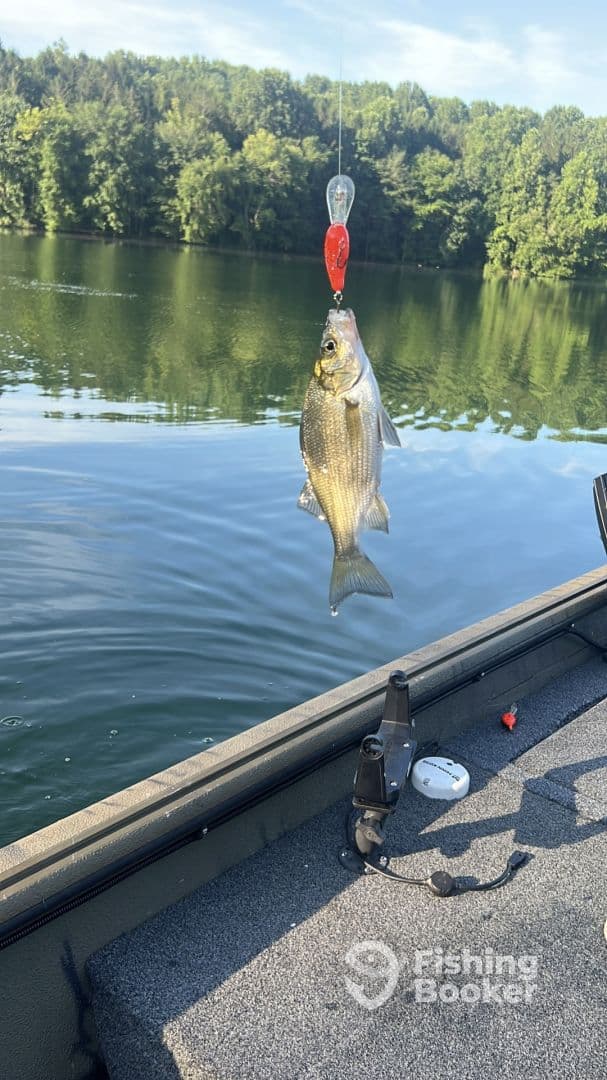 A freshly caught fish is displayed on a line while fishing on a serene lake, showcasing the excitement of the catch.