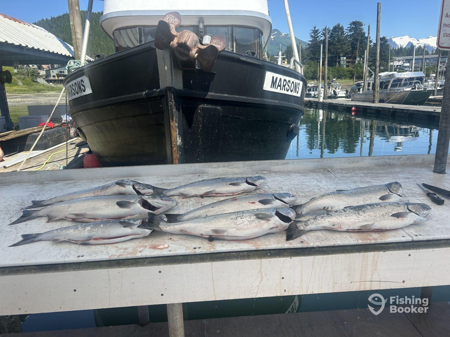 A selection of freshly caught salmon laid out on a cleaning table at the dock, with a fishing boat named 'MARSONS' in the background.