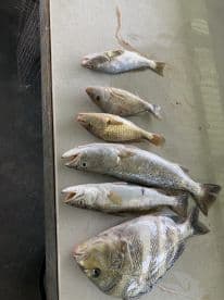 A variety of fish including Snapper and Grunt laid out on a cleaning table after a successful fishing trip.