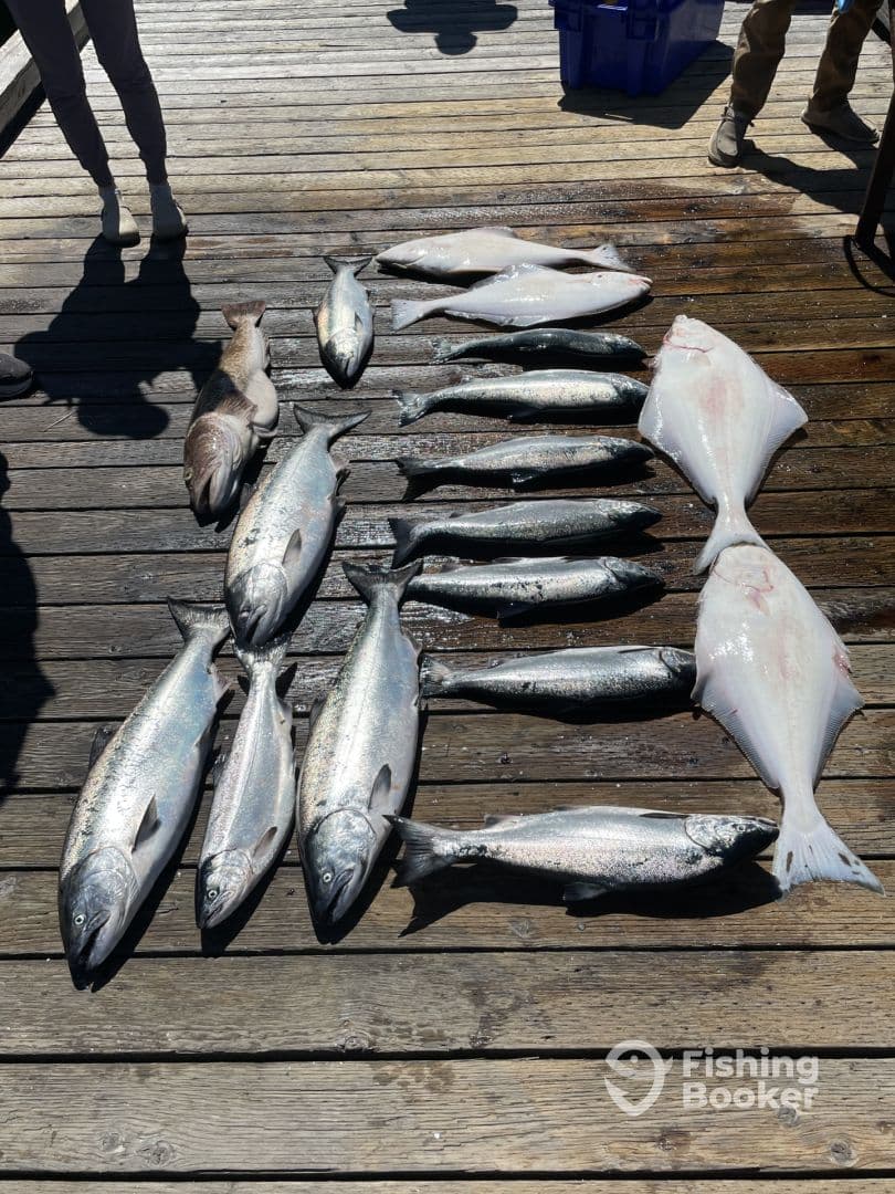 A variety of fish including halibut and salmon displayed on a dock, showcasing a successful fishing trip.