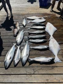 A variety of fish including halibut and salmon displayed on a dock, showcasing a successful fishing trip.