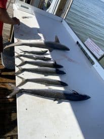 A variety of fish including a shark and several mackerel laid out on a cleaning table at a dock, showcasing a successful fishing trip.