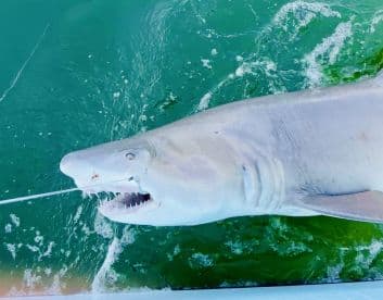 A large shark is being reeled in, showcasing the excitement of deep-sea fishing in vibrant green waters.