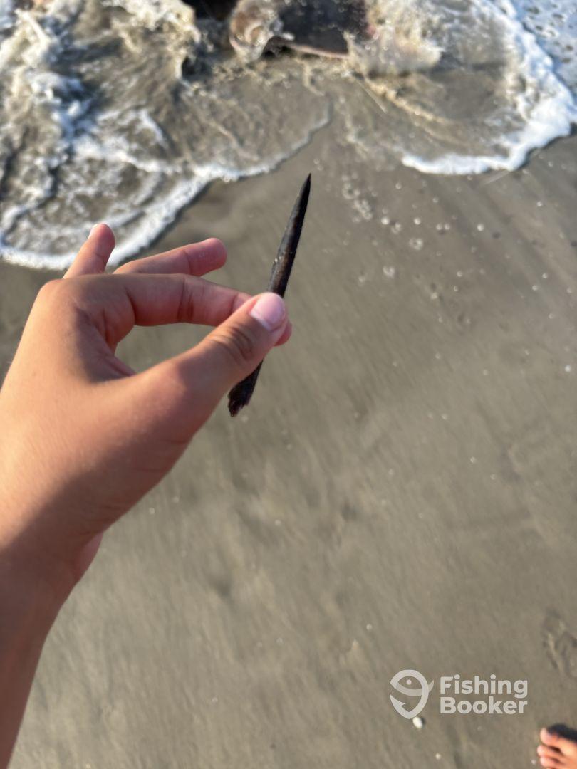 Lovely & busy early morning fishing from the shore!