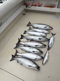 A variety of salmon laid out on the deck of a boat, showcasing a successful fishing trip.