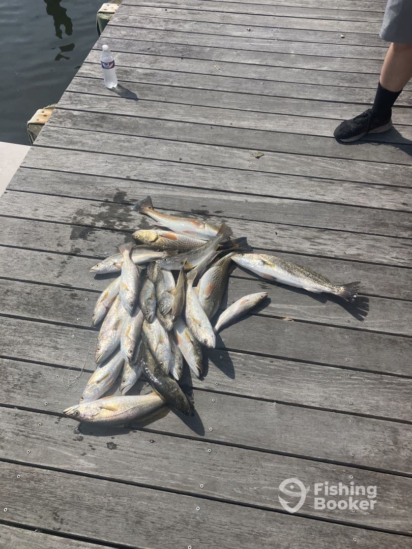 A collection of various fish laid out on a dock, showcasing a successful fishing trip.