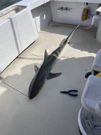 A shark laid out on the deck of a fishing boat, showcasing the catch after a successful fishing trip.