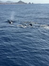 A group of orcas swimming in the ocean near a coastal landscape, showcasing the beauty of marine wildlife.