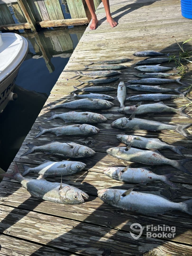 A variety of fish laid out on a dock after a successful fishing trip, showcasing the day's catch.
