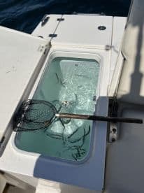 A cooler on a fishing boat filled with several fish, showcasing the day's catch in a clear storage compartment.