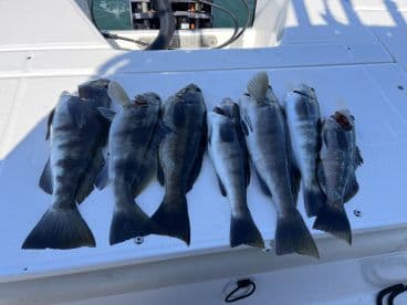 A selection of freshly caught fish, including various species, displayed on the deck of a boat, showcasing a successful fishing trip.