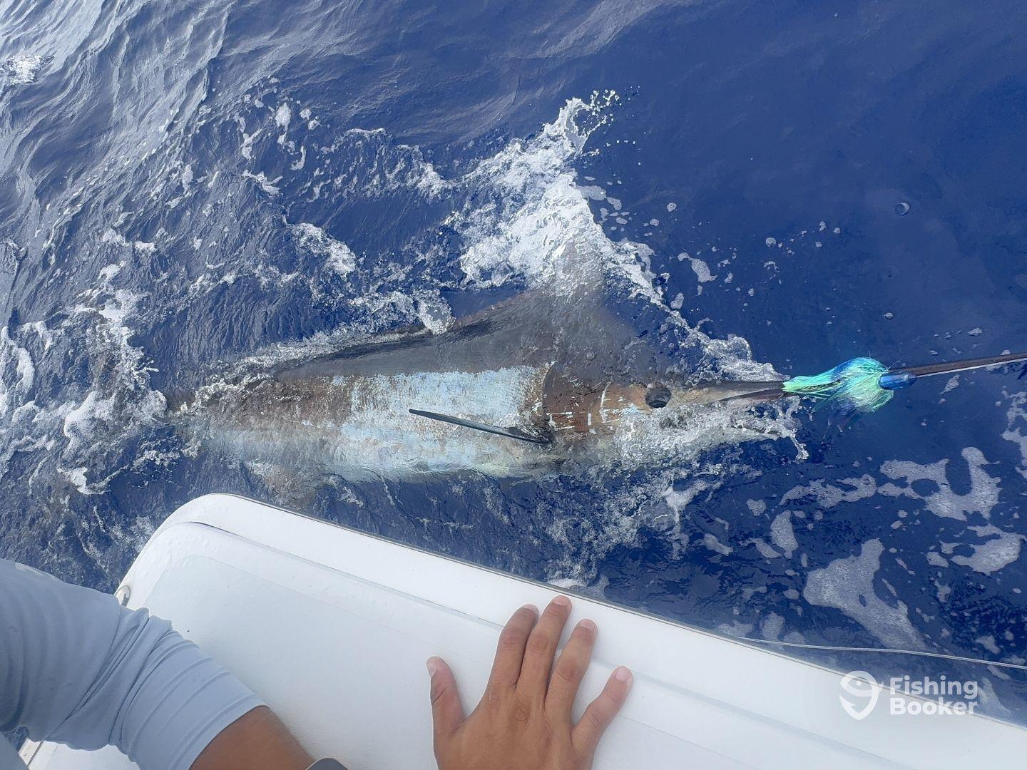 Great crew!  Great boat!