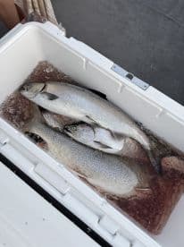 Three fish, including a large trout, stored in a cooler filled with ice, showcasing a successful fishing trip.