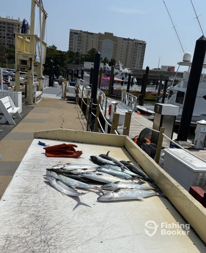 A variety of fish laid out on a cleaning table at the dock, showcasing a successful fishing trip.