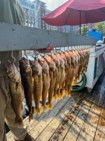 A fisherman displaying a large catch of Walleye on a catch board at the dock, showcasing a successful fishing trip.