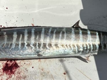 A close-up view of a freshly caught Mackerel displayed on a cleaning table, showcasing its vibrant colors and patterns.