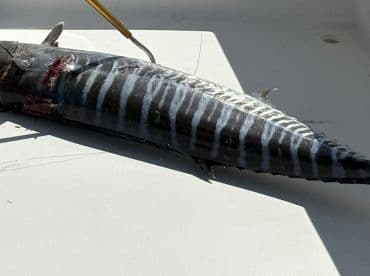 A freshly caught Mackerel displayed on a cleaning table, showcasing its distinctive striped pattern.