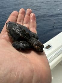 A small turtle is being held in a hand, with the ocean visible in the background, showcasing a moment of marine wildlife interaction.
