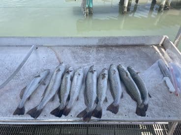 A neat display of several Speckled Trout laid out on a cleaning table at a dock, showcasing a successful fishing trip.