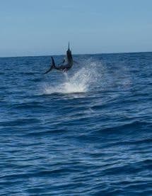 A majestic Marlin leaps out of the water, showcasing its strength during a thrilling offshore fishing adventure.