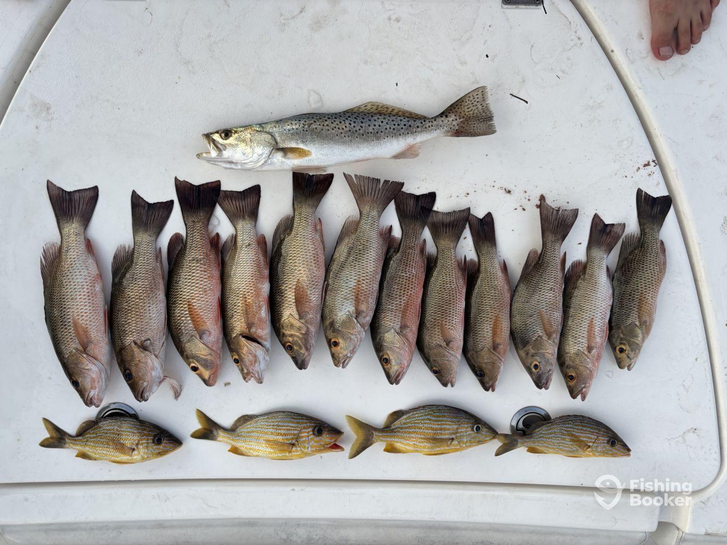 Great backcountry fishing day with Captain Forest!