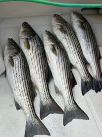 A collection of five striped bass laid out on a boat's surface, showcasing a successful fishing trip.