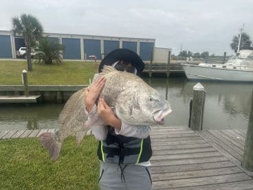 Young angler proudly holding a large Black Drum at the dock after a successful fishing trip.