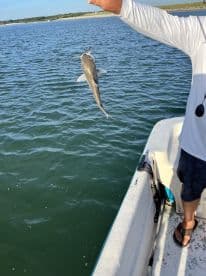 An angler reeling in a catfish while fishing from a boat in a calm water setting.