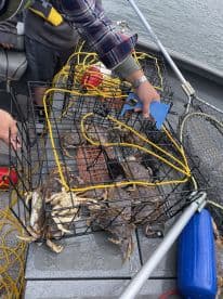 Two individuals on a boat handling crab traps, showcasing a crabbing experience in a coastal environment.