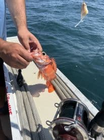 An angler reeling in a vibrant Red Snapper while fishing from a boat, showcasing the excitement of the catch in open waters.