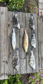 A variety of fish including Black Drum and Redfish neatly arranged on a wooden dock, showcasing a successful fishing trip.