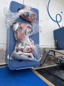 Fish fillets stored in bags inside a cooler on a fishing boat, ready for transport after a successful day on the water.