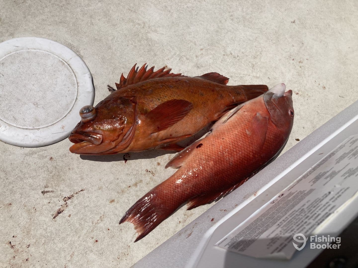 Two freshly caught fish, a Red Grouper and a Snapper, displayed on a boat surface, showcasing a successful fishing trip.