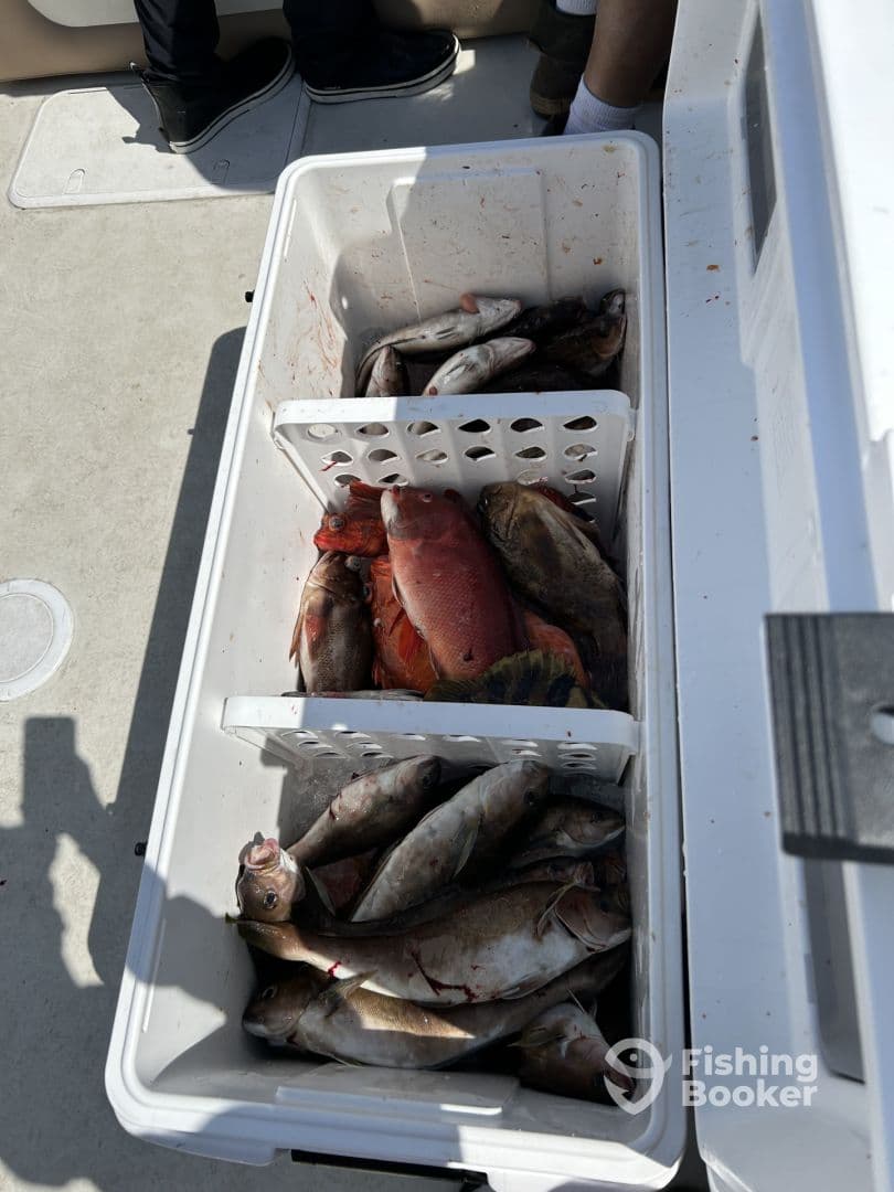 A variety of fish, including Red Snapper, stored in a cooler on a fishing boat, showcasing a successful day of fishing.