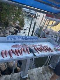 A variety of Snapper and other fish laid out on a cleaning table at a dock, showcasing a successful fishing trip.