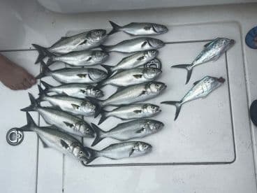 A variety of fish, including Bluefish and Spanish Mackerel, neatly arranged on a cleaning table after a successful fishing trip.