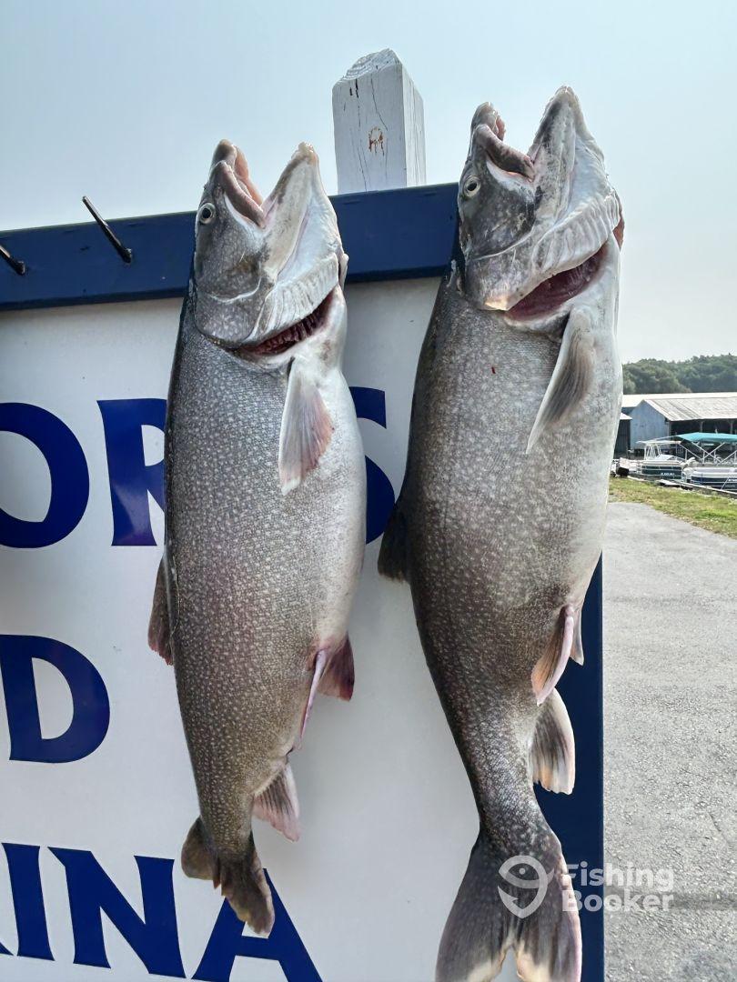 Two large Lake Trout displayed on a catch board at a marina, showcasing a successful fishing trip.