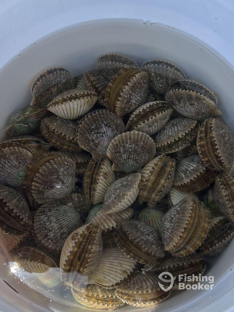 Scalloping Success