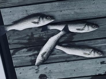 Four striped bass laid out on a wooden dock, showcasing a successful fishing trip.